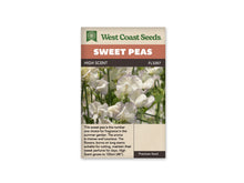Sachet West Coast Seeds High Scent avec des fleurs de pois de senteur blanc crème sur des tiges vertes. Une fine teinte lavande souligne plusieurs bords de pétales. Les corolles sont photographiées au jardin, devant d’autres fleurs et du feuillage légèrement flous. La lumière laisse voir les plis doux et les contours des fleurs claires.