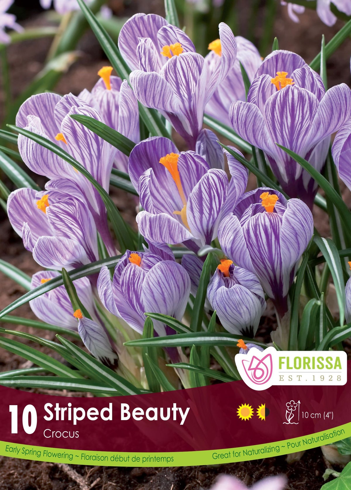 Crocus ‘Striped Beauty’ ( Crocus vernus ) : des crocus blancs rayés de violet. Le visuel Florissa présente la plante et son nom dans la partie inférieure de l’étiquette. La photographie occupe presque toute la surface, tandis que le bandeau du bas rassemble les indications du produit. Cette vue permet de reconnaître son apparence et de distinguer la variété présentée.