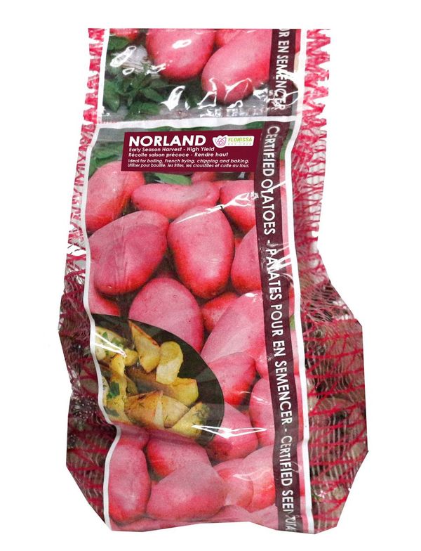 Pomme de terre 'Norland'