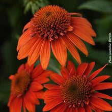 Echinacea 'Sombrero Fiesta Orange'
