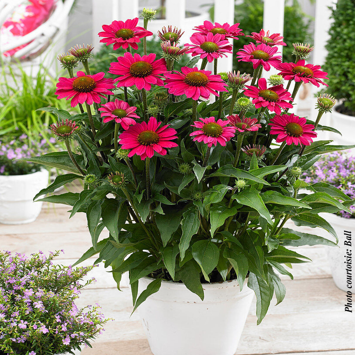Echinacea 'Sunseekers Magenta'