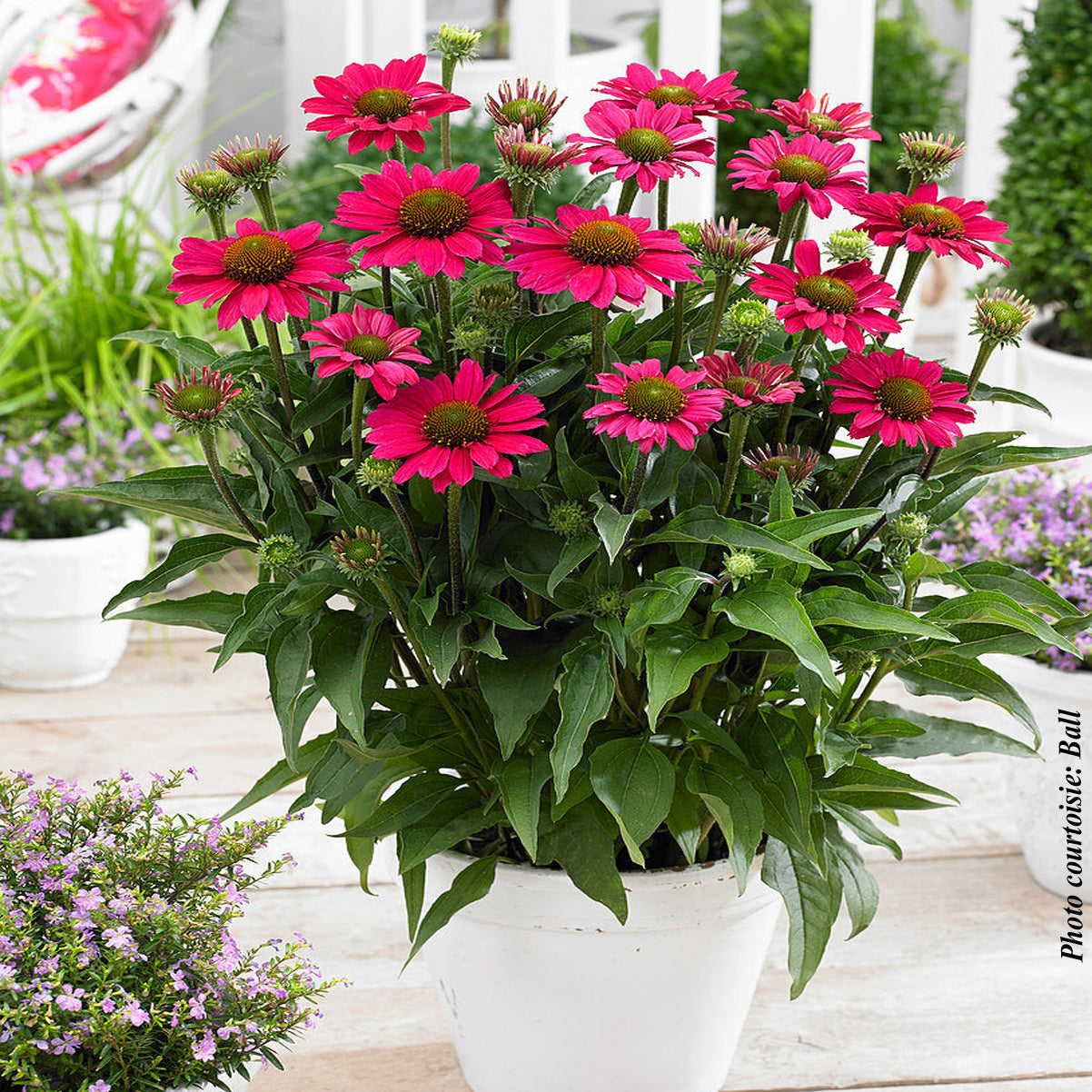 Echinacea 'Sunseekers Magenta'