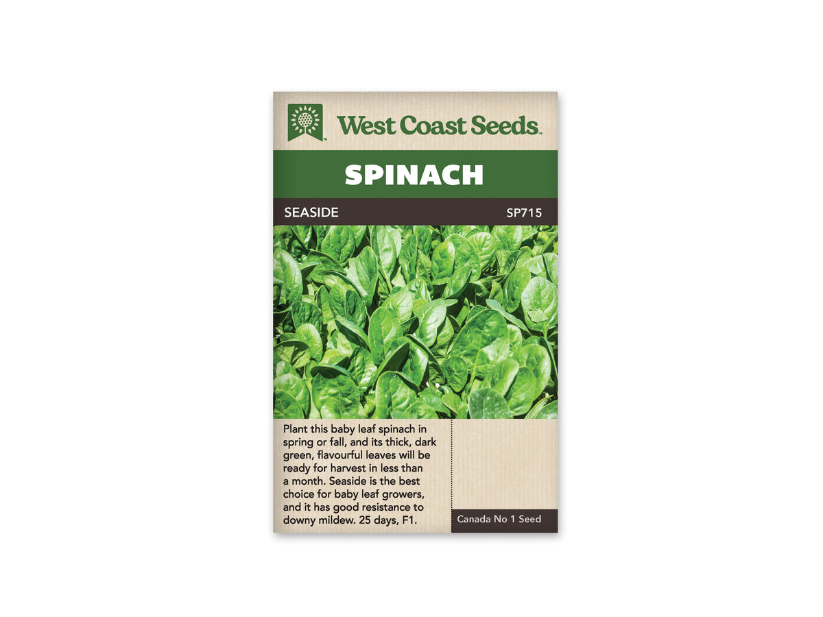 Sachet West Coast Seeds Seaside montrant une culture dense de jeunes feuilles d’épinard vertes. Les feuilles ovales se chevauchent, avec des nervures visibles et des reflets clairs à leur surface. Le nom Seaside est inscrit dans le bandeau brun, sous le grand titre Spinach blanc sur fond vert en haut du sachet.