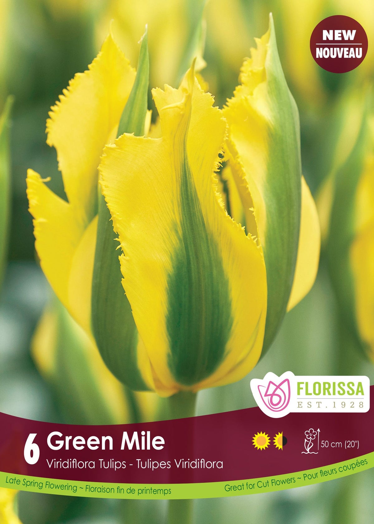 Tulipe Green Mile ( Tulipa ) : une tulipe jaune à larges bandes vertes et bords frangés. Le visuel Florissa présente la plante et son nom dans la partie inférieure de l’étiquette. La photographie occupe presque toute la surface, tandis que le bandeau du bas rassemble les indications du produit. Cette vue permet de reconnaître son apparence et de distinguer la variété présentée.