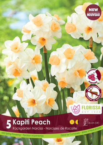 Kapiti Peach Daffodil: cream daffodils with small peach cups.