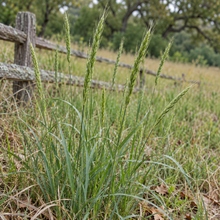 Elymus glaucus