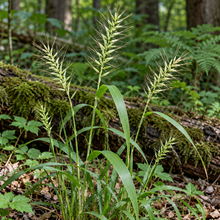 Elymus hystrix