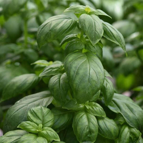 Basil 'Everleaf Emerald Tower'