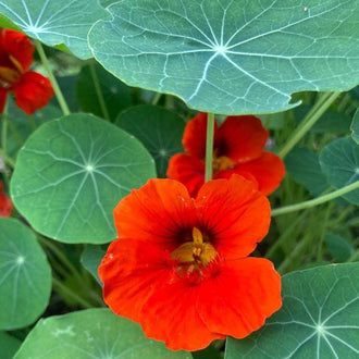 Organic 'Empress of India' Nasturtium Seeds by Gaia, product image prepared for Canadian gardeners.