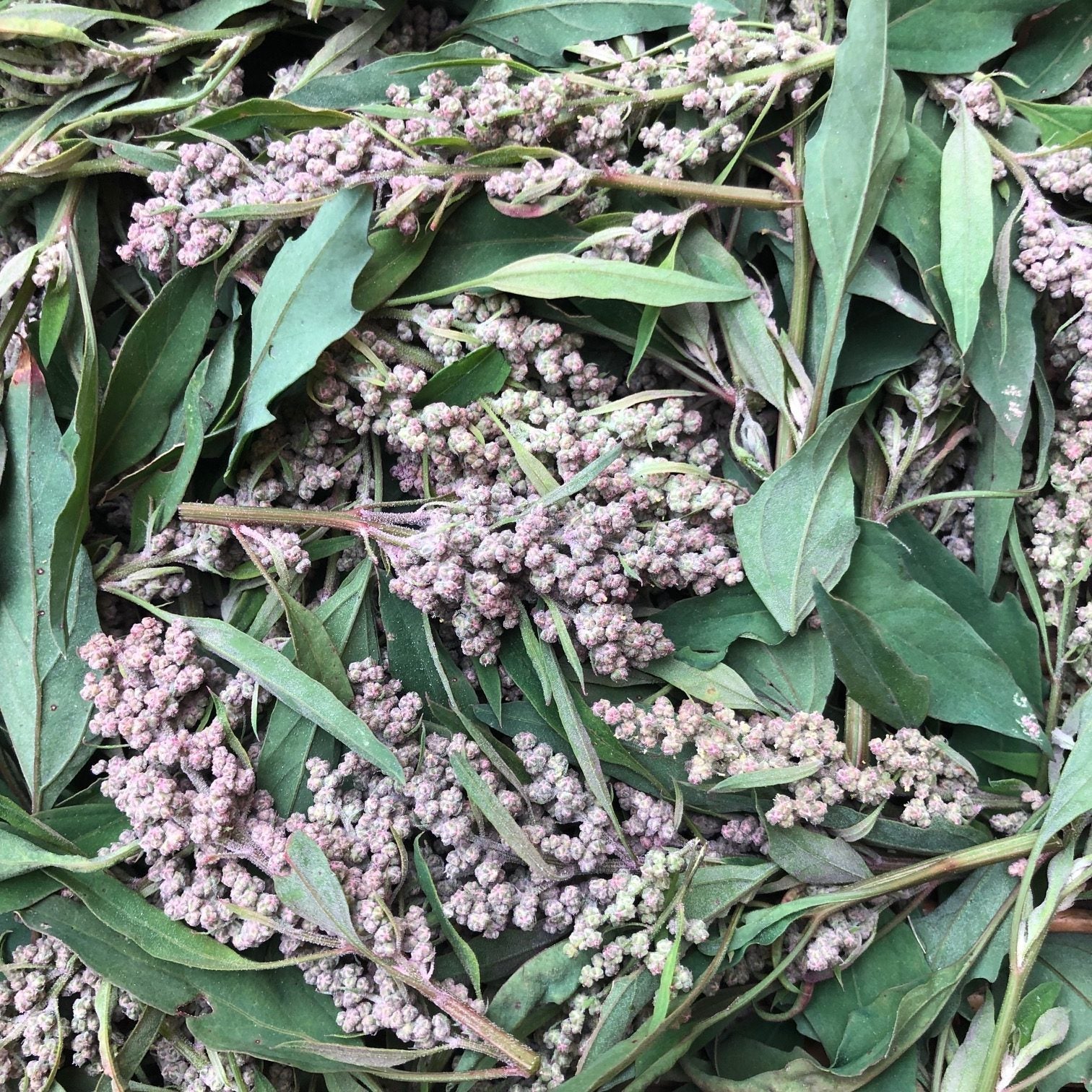 Organic Red Aztec Spinach