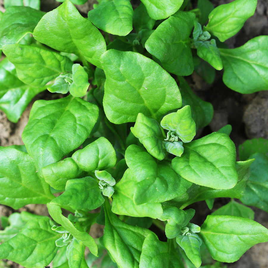 Épinard 'New Zealand'