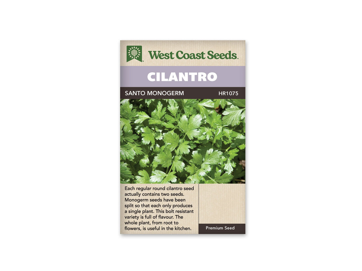 Sachet de coriandre West Coast Seeds sur fond blanc. La photographie centrale montre un feuillage vert découpé. Le bandeau mauve porte le nom CILANTRO, et la ligne foncée indique SANTO MONOGERM. La zone beige sous l’image contient un texte en anglais. Le sachet est présenté seul, de face, avec le logo vert dans sa partie supérieure.