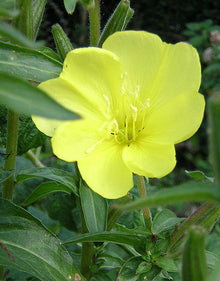 Image officielle 9 de Mélange de fleurs sauvages facile à cultiver, semences à créer.