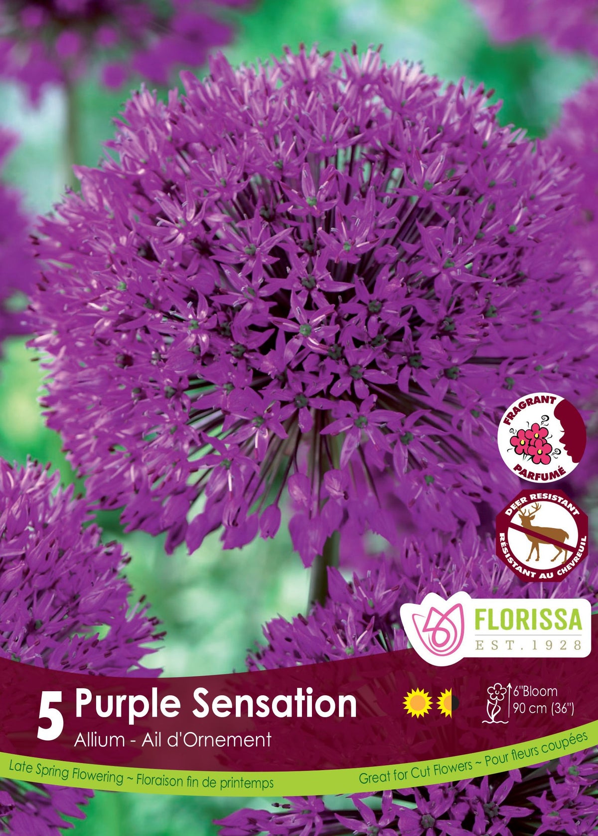 Ail ornemental ‘Purple Sensation’ ( Allium hollandicum ) : une boule d’allium violet vif photographiée de près. Le visuel Florissa présente la plante et son nom dans la partie inférieure de l’étiquette. La photographie occupe presque toute la surface, tandis que le bandeau du bas rassemble les indications du produit. Cette vue permet de reconnaître son apparence et de distinguer la variété présentée.