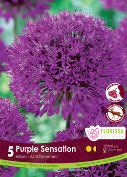 Allium Purple Sensation