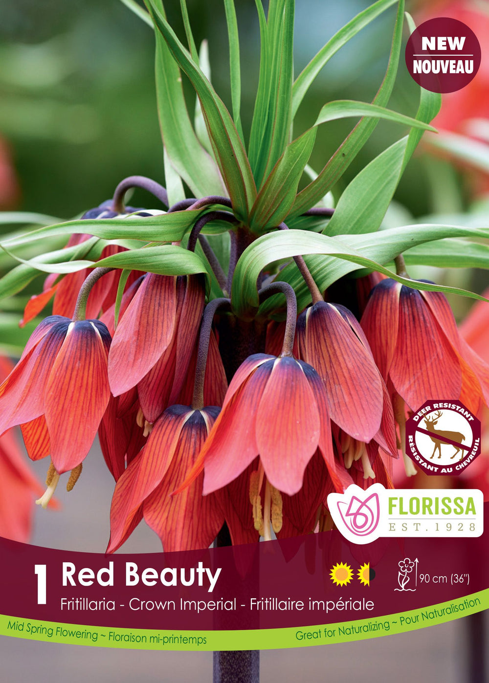 Fritillaria Red Beauty