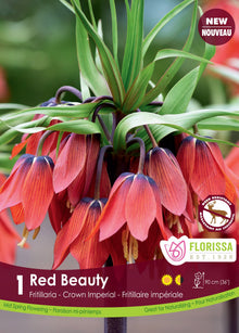 Fritillaria 'Red Beauty'