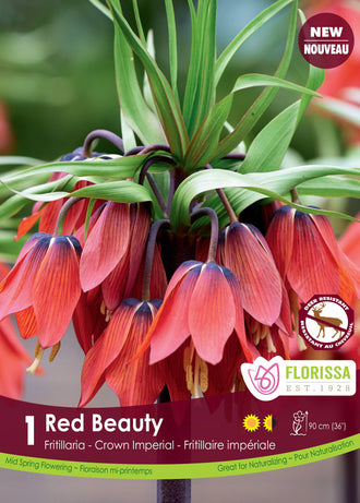 Fritillaria ‘Red Beauty’ ( Fritillaria ) : une couronne de clochettes rouge orangé sous un toupet de feuilles. Le visuel Florissa présente la plante et son nom dans la partie inférieure de l’étiquette. La photographie occupe presque toute la surface, tandis que le bandeau du bas rassemble les indications du produit. Cette vue permet de reconnaître son apparence et de distinguer la variété présentée.