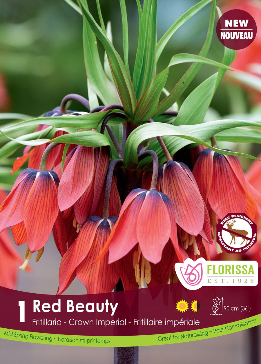 Fritillaria 'Red Beauty'