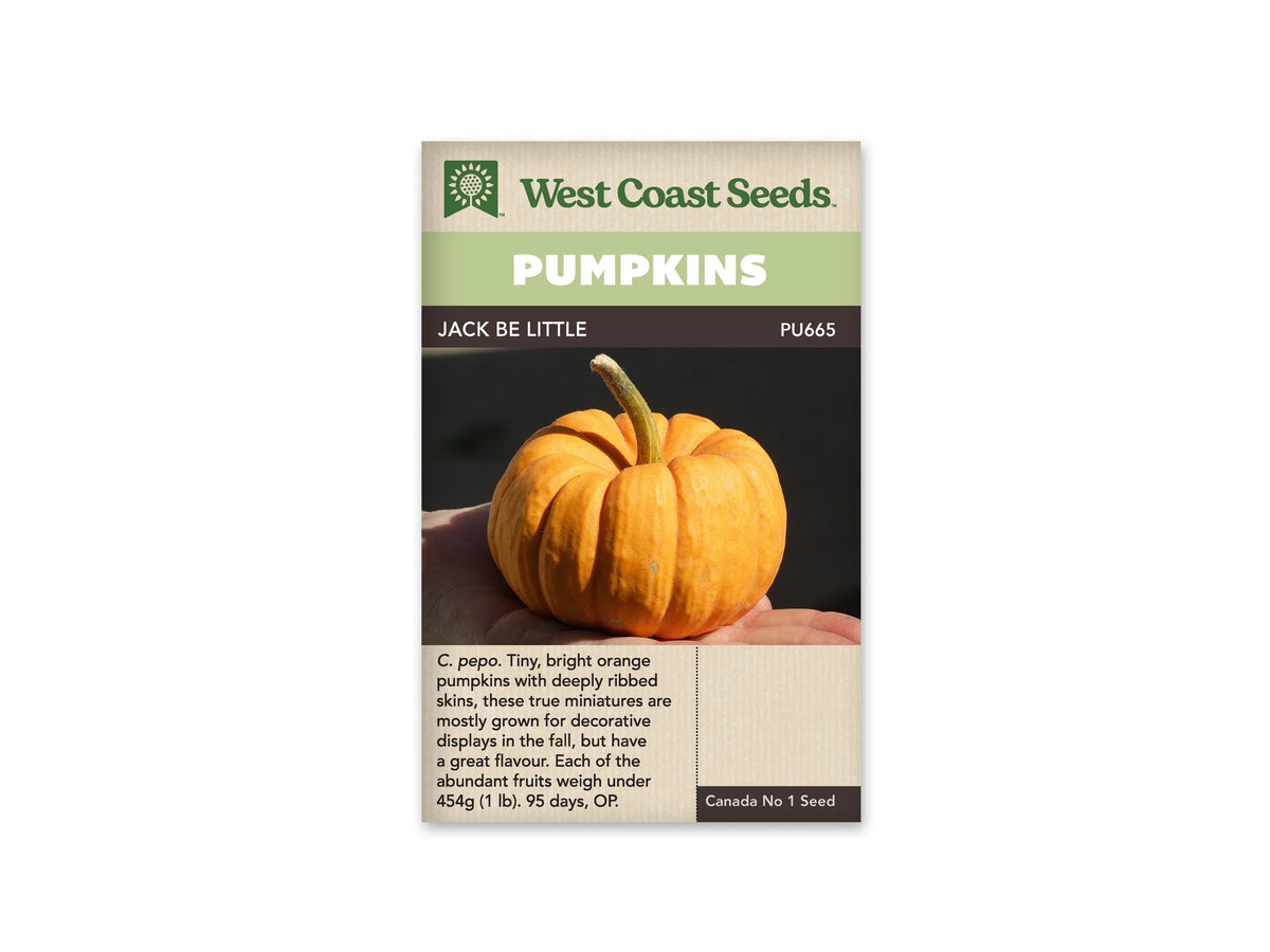 Sachet Jack Be Little de West Coast Seeds avec un bandeau vert pâle et le nom en blanc sur une bande sombre. Une main porte une petite citrouille orange aux côtes profondes, munie d’un pédoncule dressé et courbé. Le fond de la photo est noir. Une zone beige avec du texte apparaît sous l’image.
