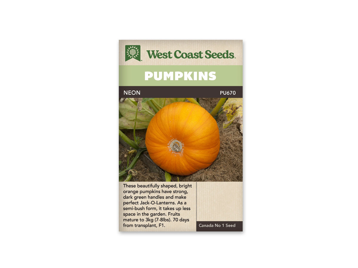Sachet Neon de West Coast Seeds avec une bande vert pâle et le nom sur fond sombre. La photo montre une citrouille orange, ronde et légèrement côtelée, posée au sol parmi des feuilles et des tiges. Une marque claire apparaît au centre du fruit vu de dessous. Le bas du sachet porte du texte sur fond beige.