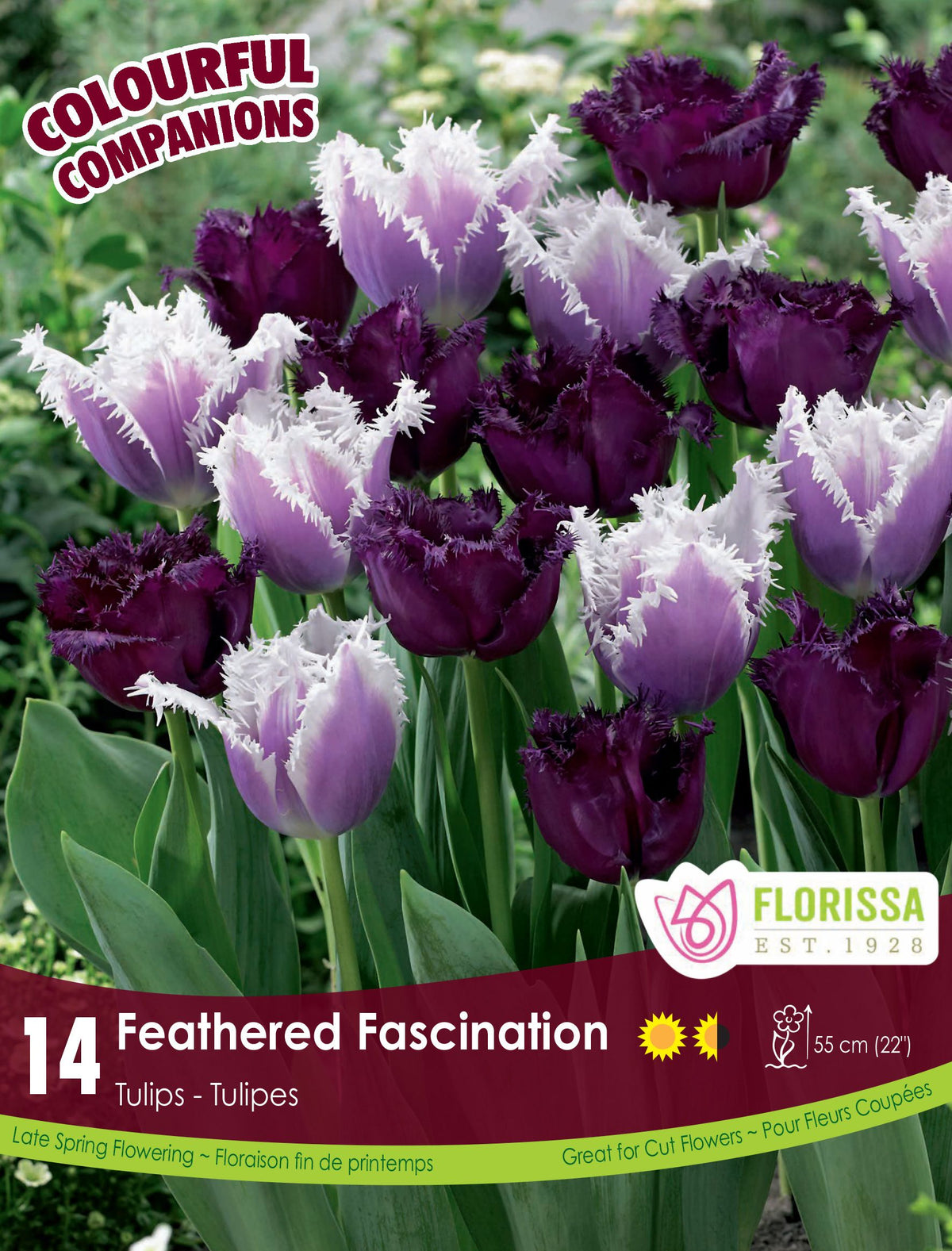 Harmonie florale Feathered Fascination ( Tulipa spp.) : des tulipes pourpres et lilas à franges blanches. Le visuel Florissa présente la plante et son nom dans la partie inférieure de l’étiquette. La photographie occupe presque toute la surface, tandis que le bandeau du bas rassemble les indications du produit. Cette vue permet de reconnaître son apparence et de distinguer la variété présentée.