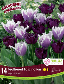 Harmonie florale Feathered Fascination ( Tulipa spp.) : des tulipes pourpres et lilas à franges blanches. Le visuel Florissa présente la plante et son nom dans la partie inférieure de l’étiquette. La photographie occupe presque toute la surface, tandis que le bandeau du bas rassemble les indications du produit. Cette vue permet de reconnaître son apparence et de distinguer la variété présentée.