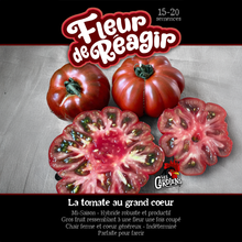 Fleur de Réagir tomato (<em>Solanum lycopersicum</em> ‘Fleur de Réagir’)