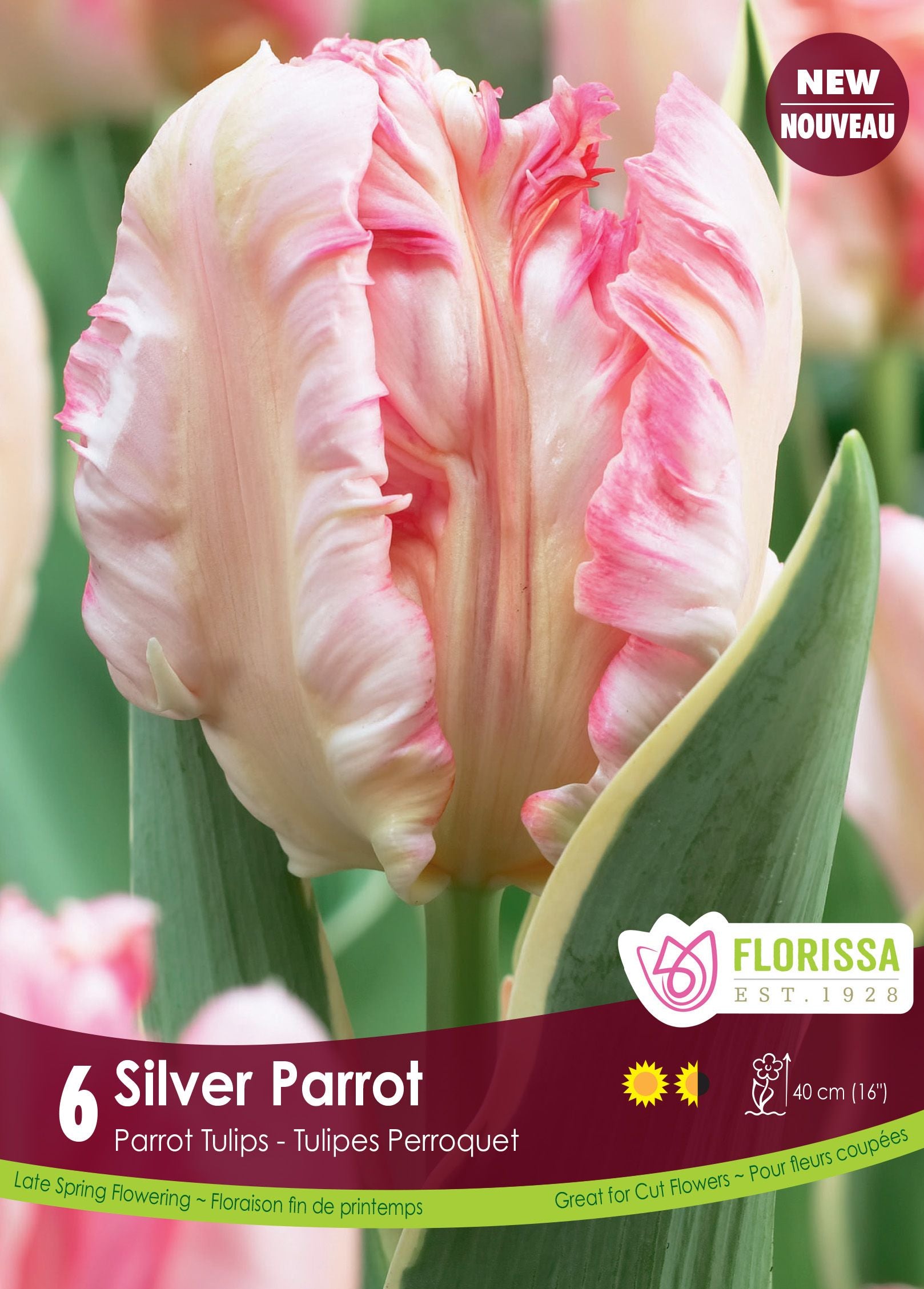 Tulipe Silver Parrot