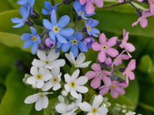 Semences Myosotis (Myosotis spp.)