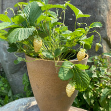 Fraise alpine Yellow Wonder. Fraisier en pot portant de petites fraises pâles. Le cadrage permet de voir les formes, les couleurs et les détails du sujet représenté. Les contours se détachent du fond de l’image, avec des différences de teinte et de texture visibles sur les surfaces. Cette vue accompagne la présentation du produit dans la boutique.