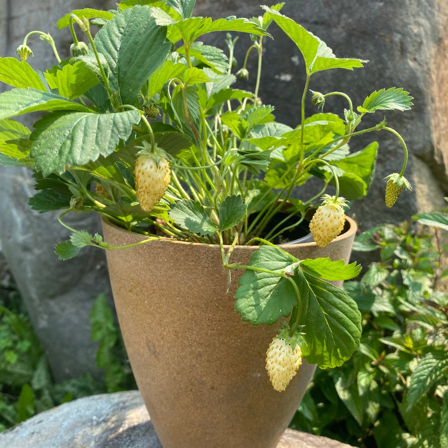 Fraise alpine 'Yellow Wonder' bio