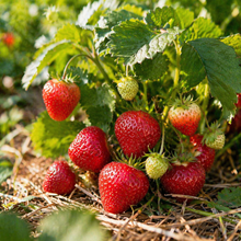 Fraisier ‘Eversweet’ (Fragaria × ananassa)
