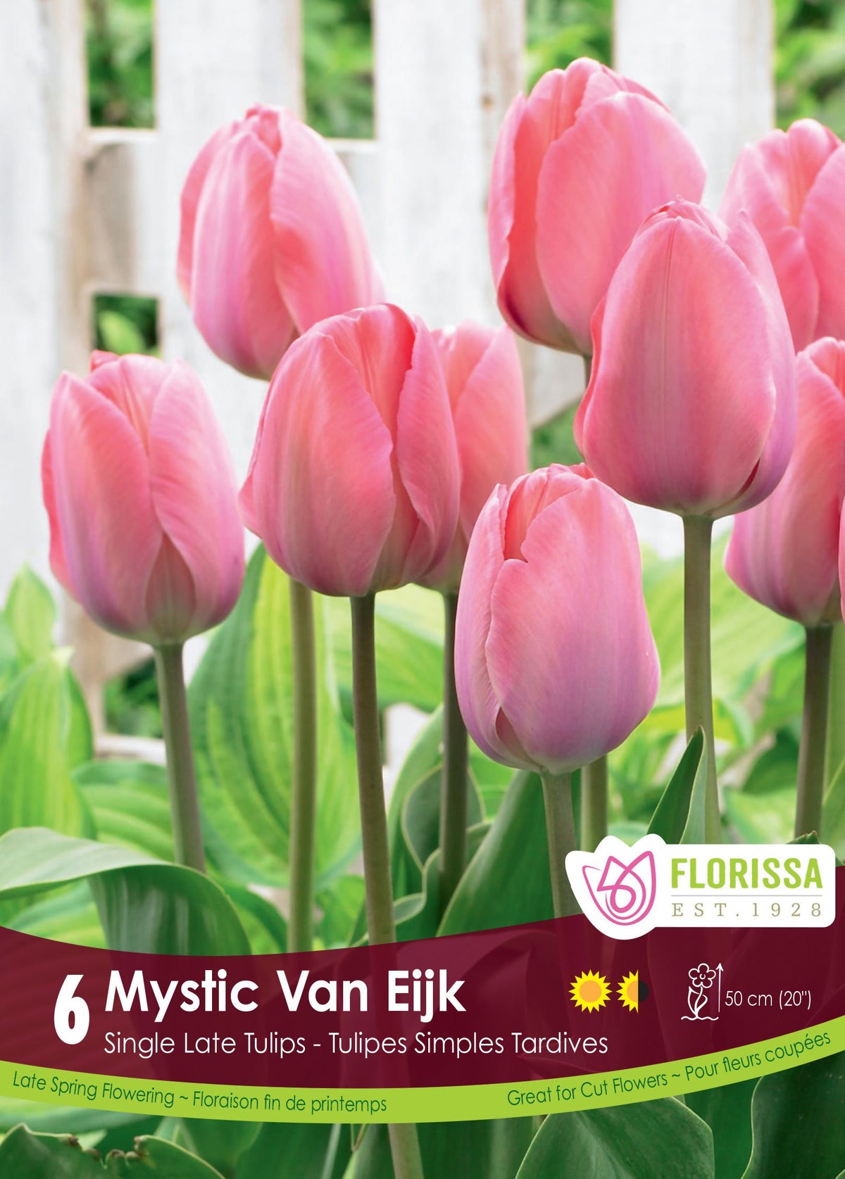 Tulipe Mystic Van Eijk ( Tulipa ) : des tulipes roses dressées sur de longues tiges. Le visuel Florissa présente la plante et son nom dans la partie inférieure de l’étiquette. La photographie occupe presque toute la surface, tandis que le bandeau du bas rassemble les indications du produit. Cette vue permet de reconnaître son apparence et de distinguer la variété présentée.