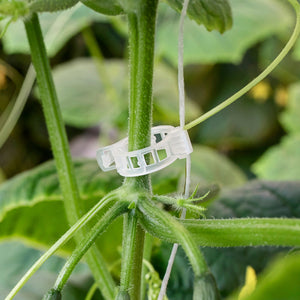 100 Attaches transparentes à tuteurage pour tomates