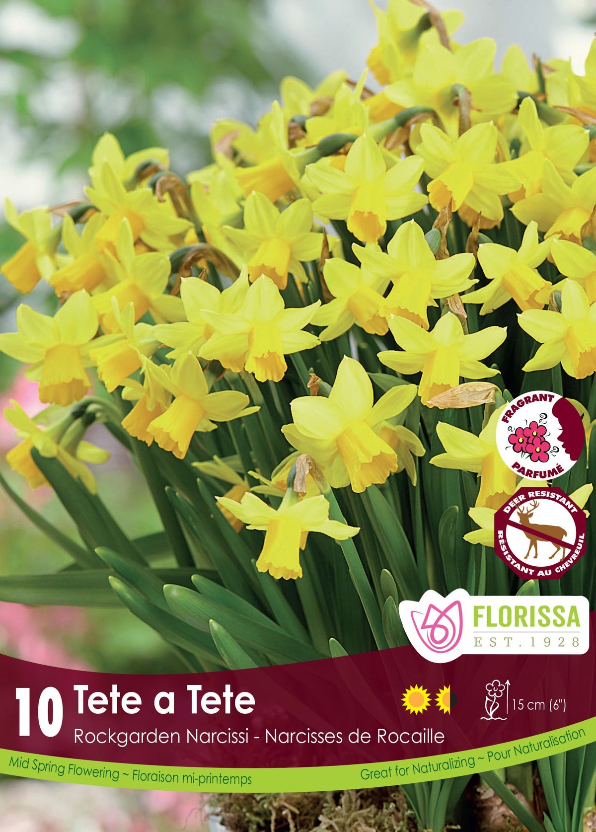 Narcisse ‘Tête-à-Tête’ ( Narcissus ) : des petits narcisses jaunes regroupés dans un massif. Le visuel Florissa présente la plante et son nom dans la partie inférieure de l’étiquette. La photographie occupe presque toute la surface, tandis que le bandeau du bas rassemble les indications du produit. Cette vue permet de reconnaître son apparence et de distinguer la variété présentée.