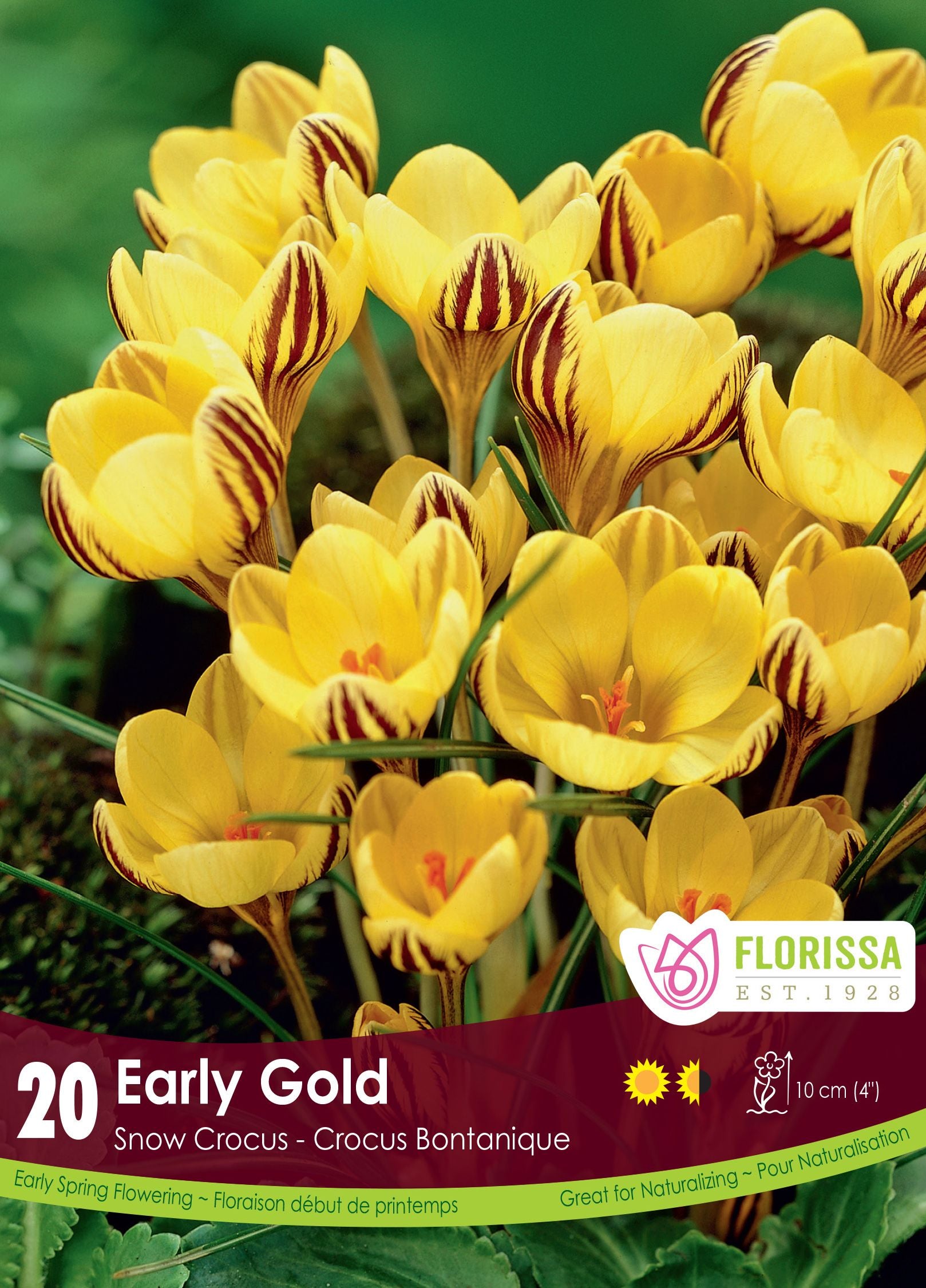 Crocus ‘Early Gold’ (<em>Crocus chrysanthus</em>)