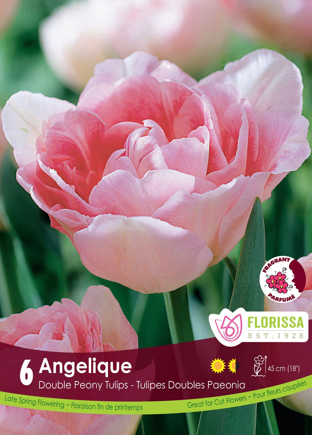 Angelique Tulip
