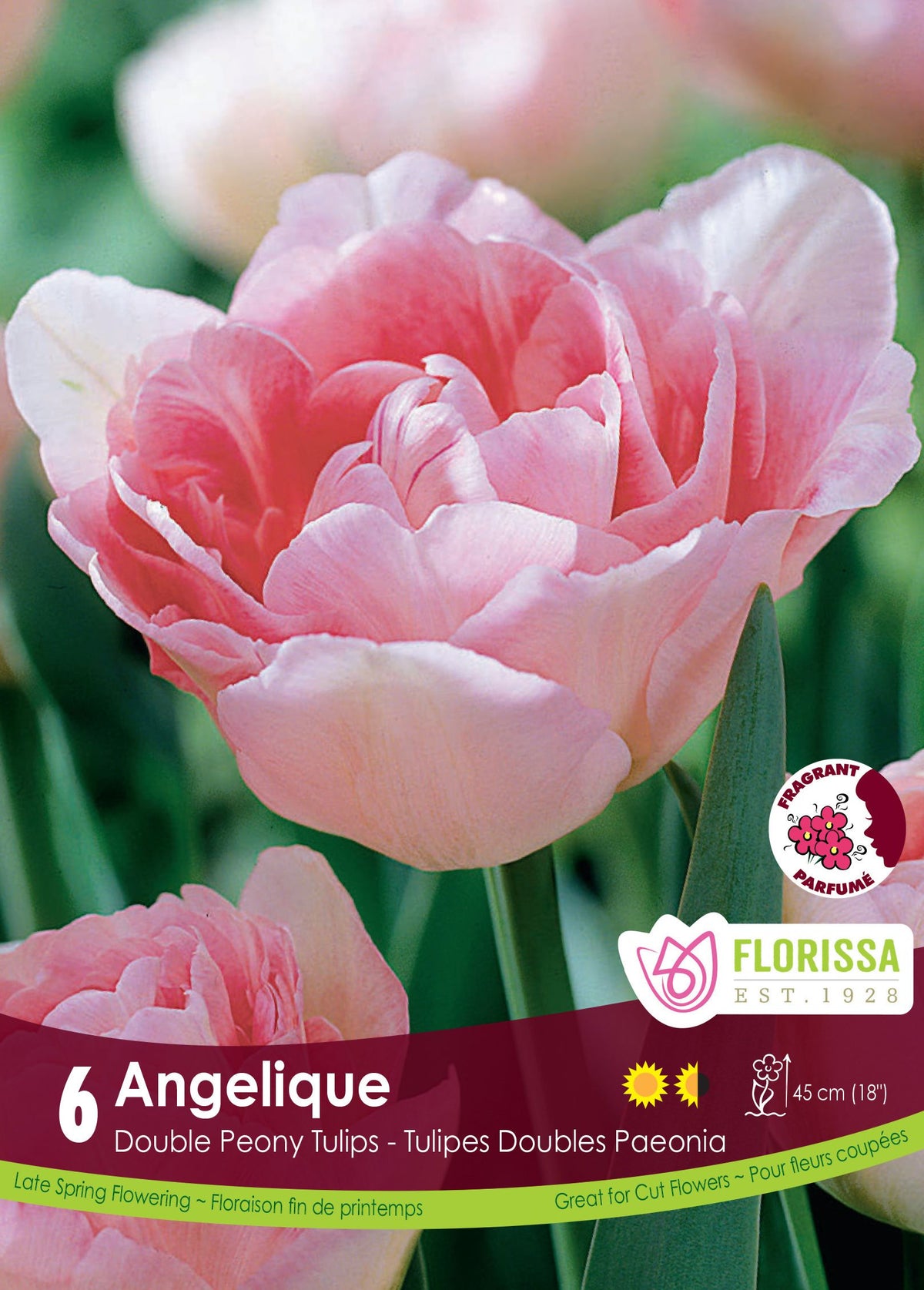 Tulipe Angelique