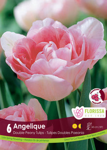 Tulipe Angelique