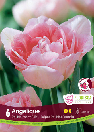 Tulipe Angelique ( Tulipa ) : une tulipe double rose pâle aux pétales arrondis. Le visuel Florissa présente la plante et son nom dans la partie inférieure de l’étiquette. La photographie occupe presque toute la surface, tandis que le bandeau du bas rassemble les indications du produit. Cette vue permet de reconnaître son apparence et de distinguer la variété présentée.