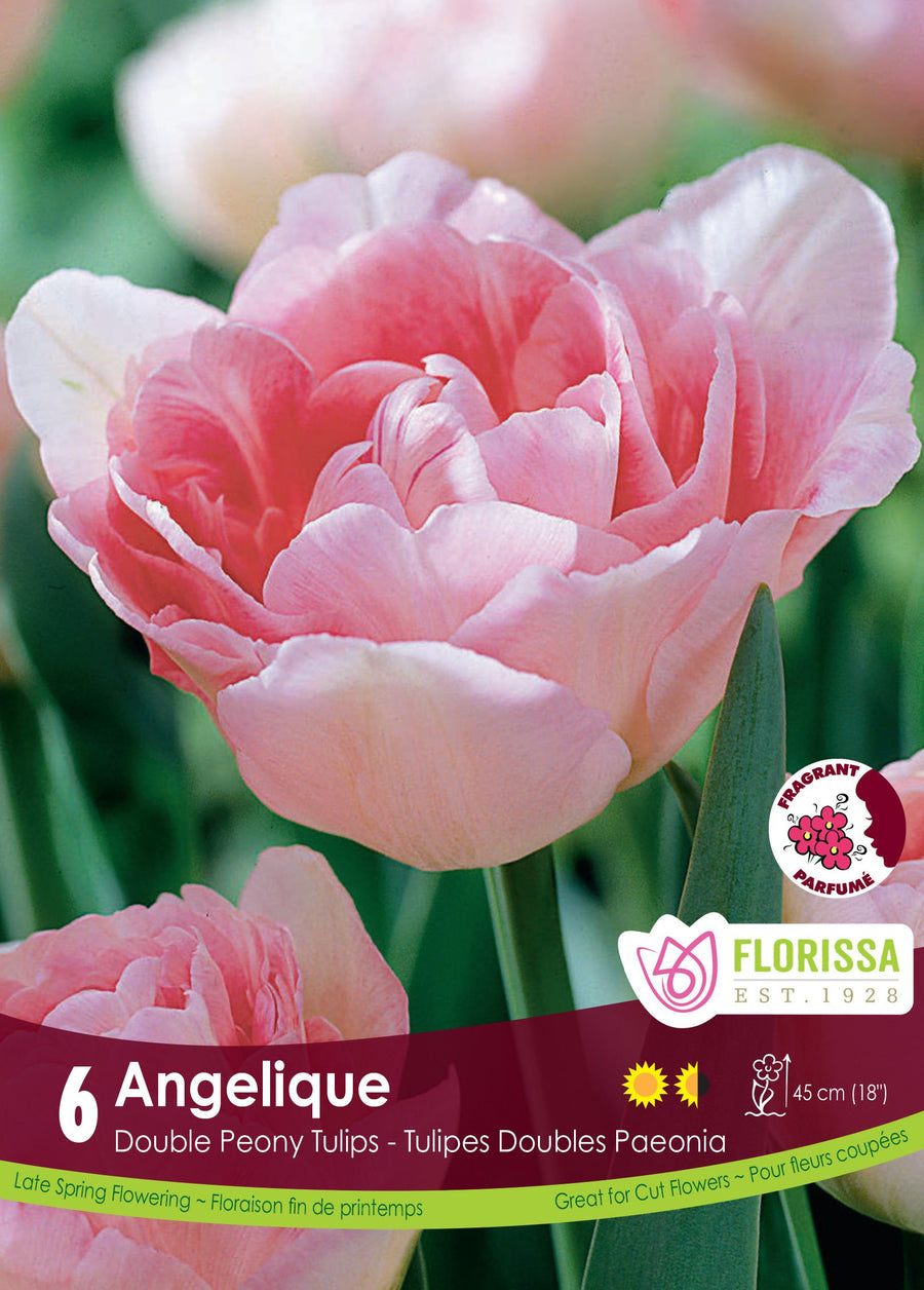 Angelique Tulip