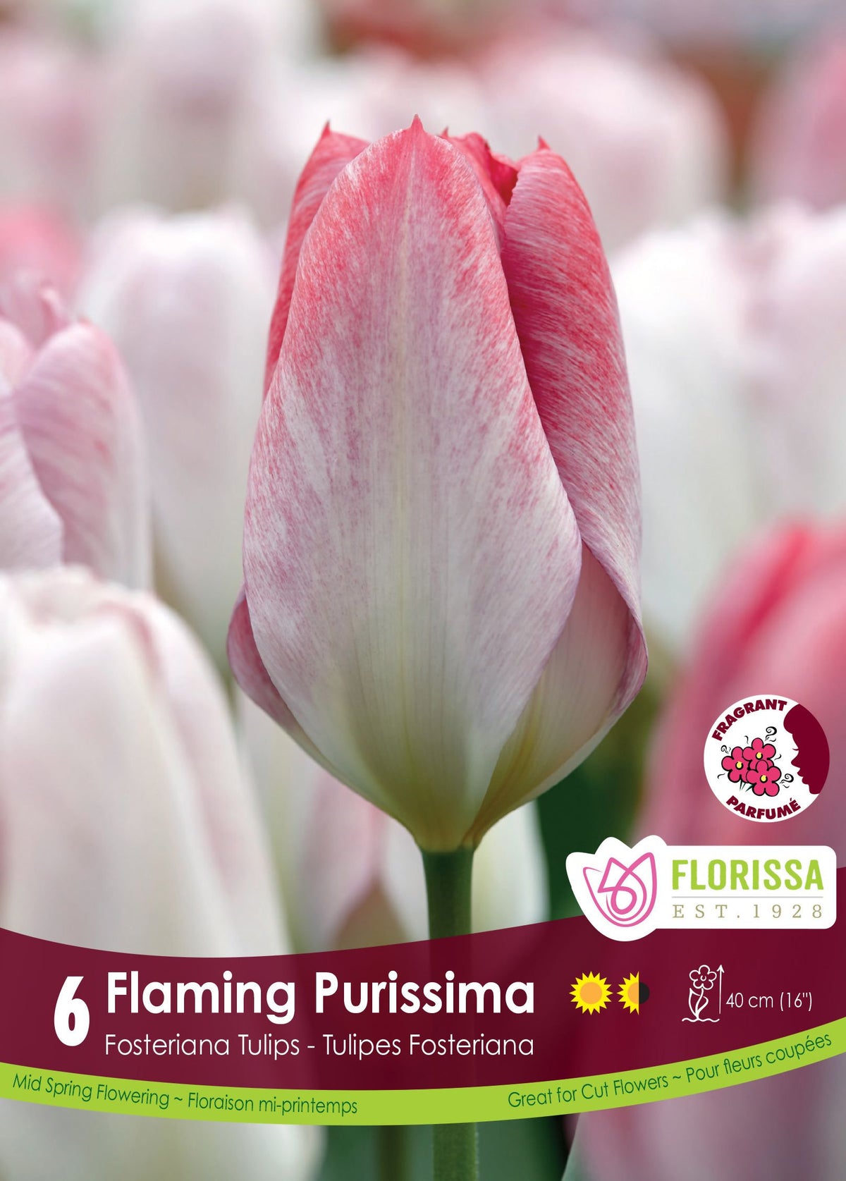 Tulipe Flaming Purissima ( Tulipa ) : une tulipe blanche légèrement striée de rose rouge. Le visuel Florissa présente la plante et son nom dans la partie inférieure de l’étiquette. La photographie occupe presque toute la surface, tandis que le bandeau du bas rassemble les indications du produit. Cette vue permet de reconnaître son apparence et de distinguer la variété présentée.