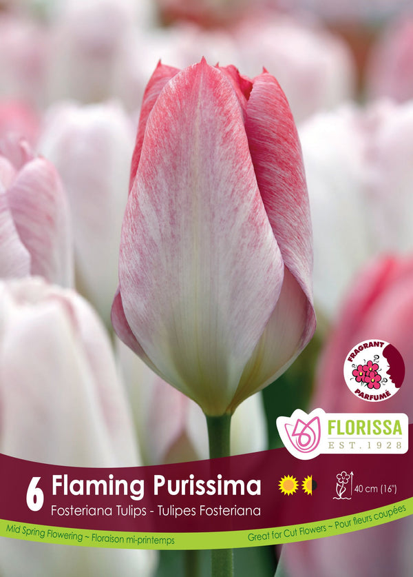 Tulipe Flaming Purissima