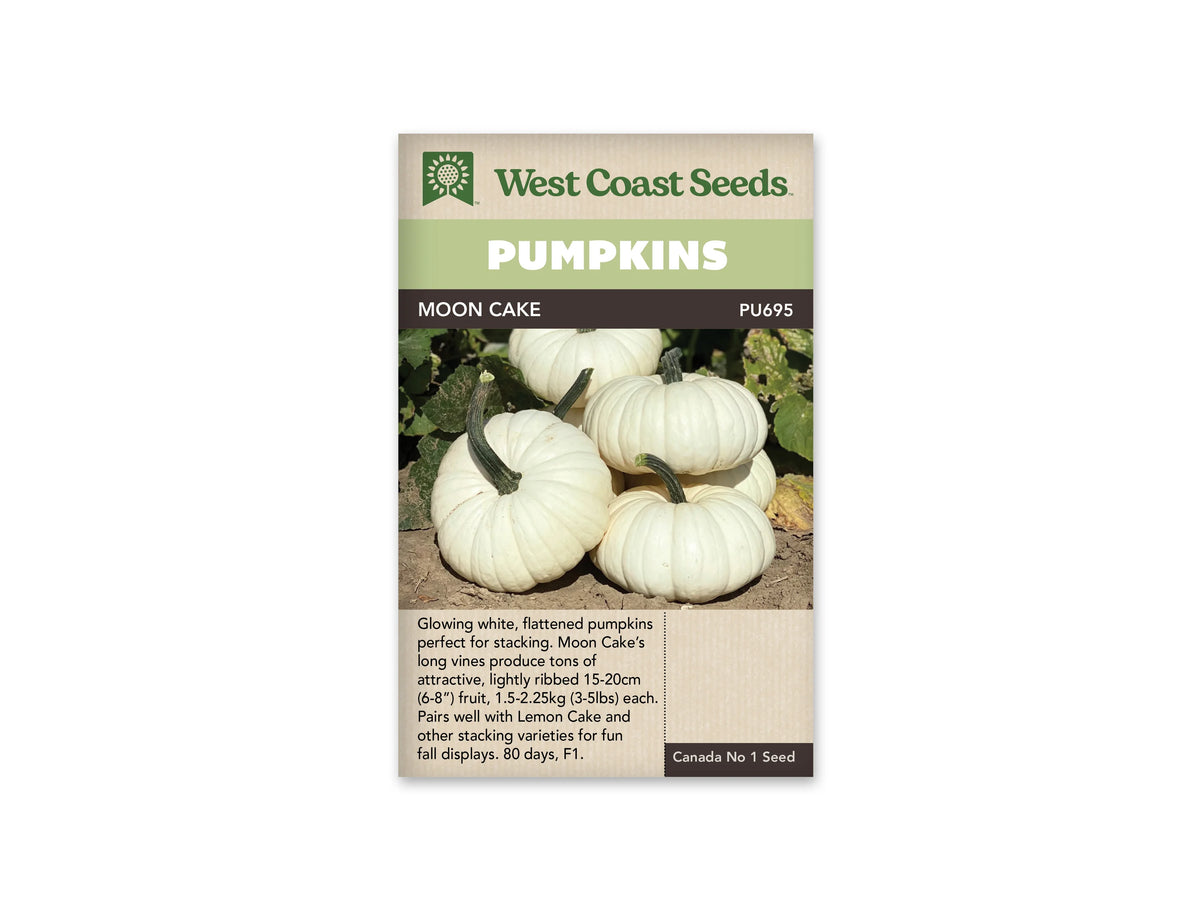Sachet Moon Cake de West Coast Seeds avec un bandeau vert pâle et le nom sur fond sombre. Plusieurs citrouilles blanches aplaties, à côtes fines et à longs pédoncules verts, sont regroupées sur une terre sèche. Des feuilles vertes et brunies apparaissent autour des fruits. Sous la photo, une zone beige porte du texte.