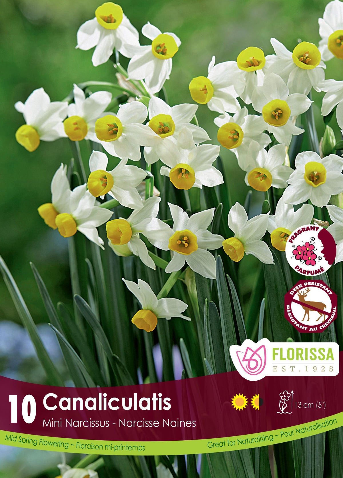 Narcisse Canaliculatis ( Narcissus ) : des petits narcisses blancs à couronne jaune. Le visuel Florissa présente la plante et son nom dans la partie inférieure de l’étiquette. La photographie occupe presque toute la surface, tandis que le bandeau du bas rassemble les indications du produit. Cette vue permet de reconnaître son apparence et de distinguer la variété présentée.