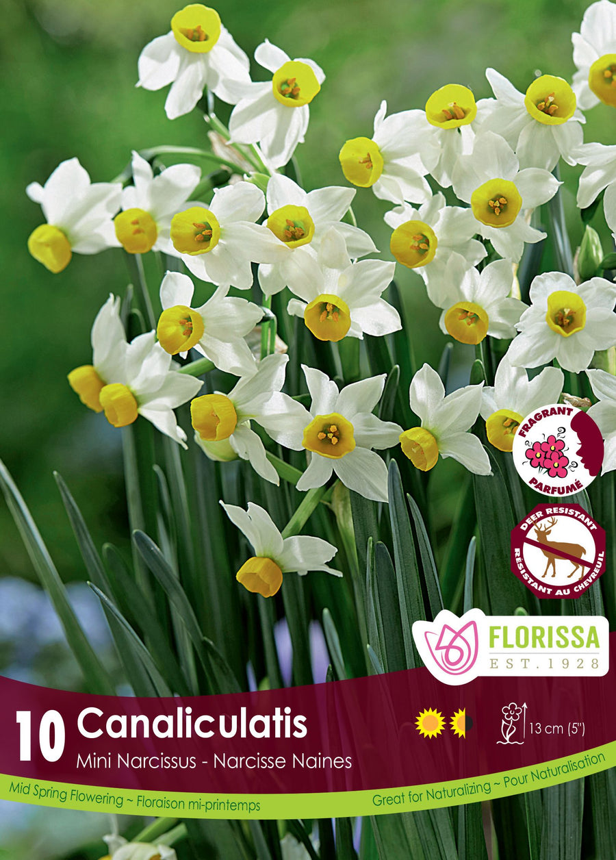 Narcisse Canaliculatis ( Narcissus ) : des petits narcisses blancs à couronne jaune. Le visuel Florissa présente la plante et son nom dans la partie inférieure de l’étiquette. La photographie occupe presque toute la surface, tandis que le bandeau du bas rassemble les indications du produit. Cette vue permet de reconnaître son apparence et de distinguer la variété présentée.