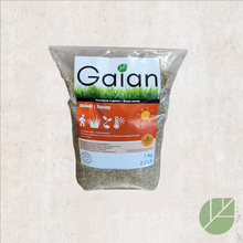 Gaian Sun Grass Seeds
