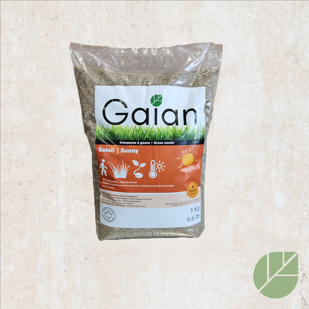 Gaian Sun Grass Seeds