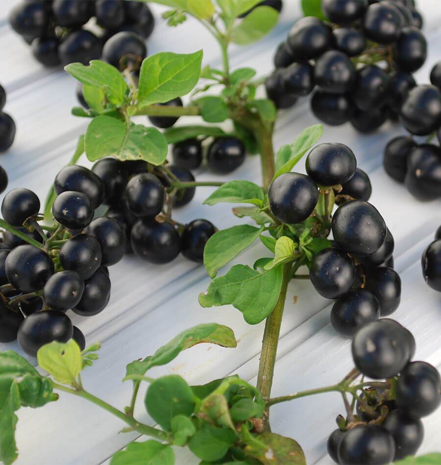 Des tiges vertes portant des grappes de baies noires rondes reposent sur des planches de bois pâles. Les fruits luisants se regroupent le long des rameaux qui se croisent. Quelques petites feuilles ovales montrent des nervures claires et des bords brunis. Les branches au premier plan sont nettes, tandis que celles du fond apparaissent plus floues.